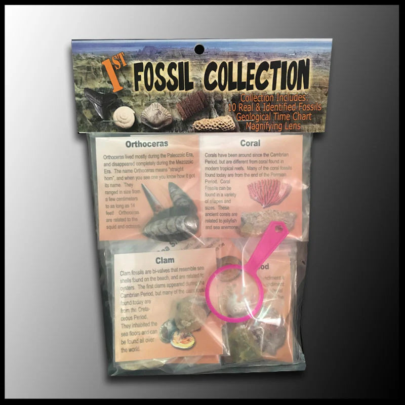 FIRST FOSSIL COLLECTION
