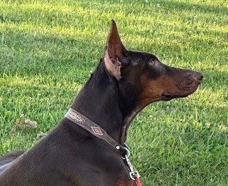 Pet Supplies – Buscher Bros